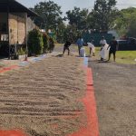 Sun drying coffee beans at Jaad Food processing facility