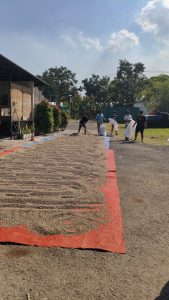 Sun drying coffee beans at Jaad Food processing facility