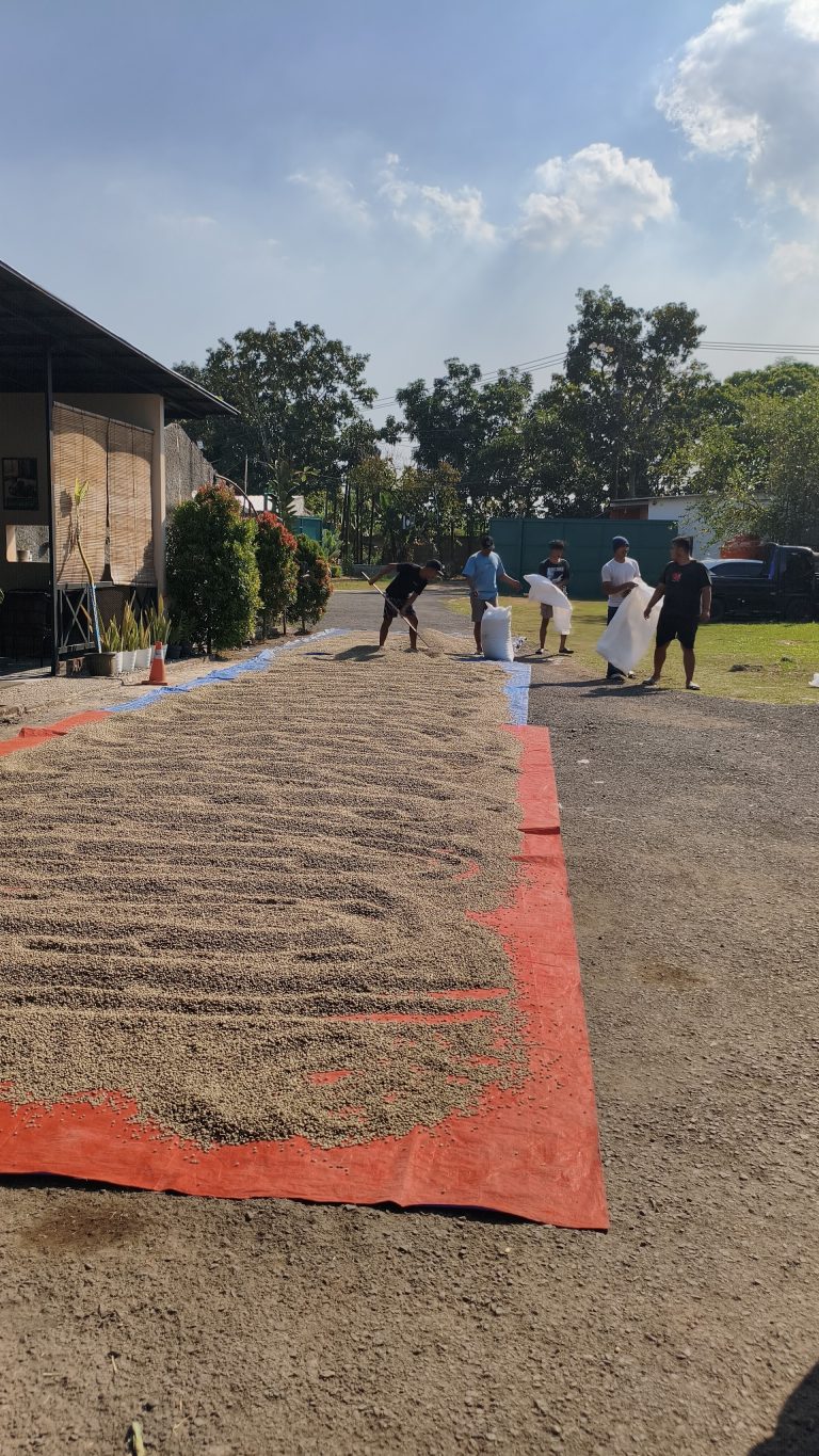 Sun drying coffee beans at Jaad Food processing facility
