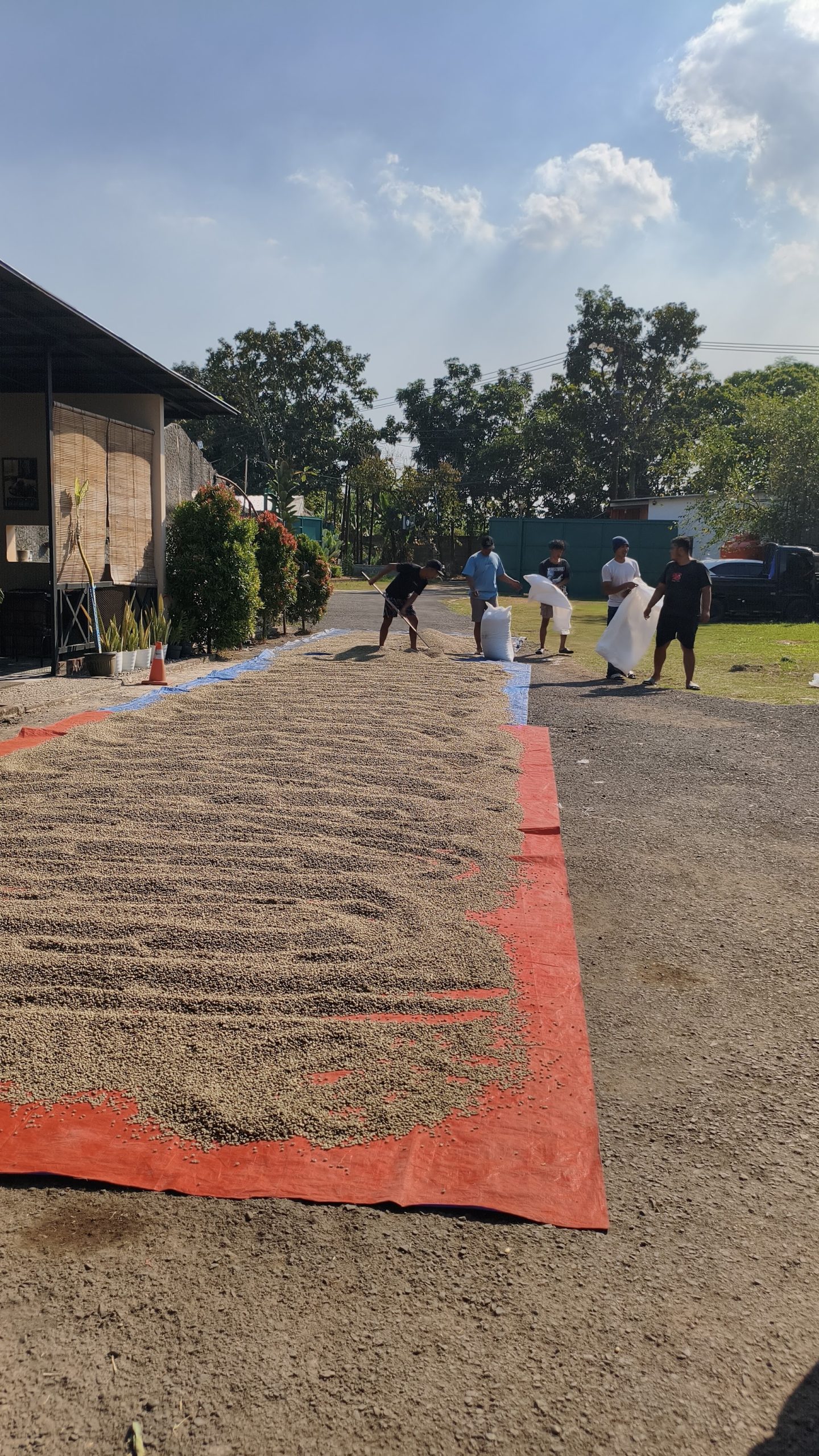 Sun drying coffee beans