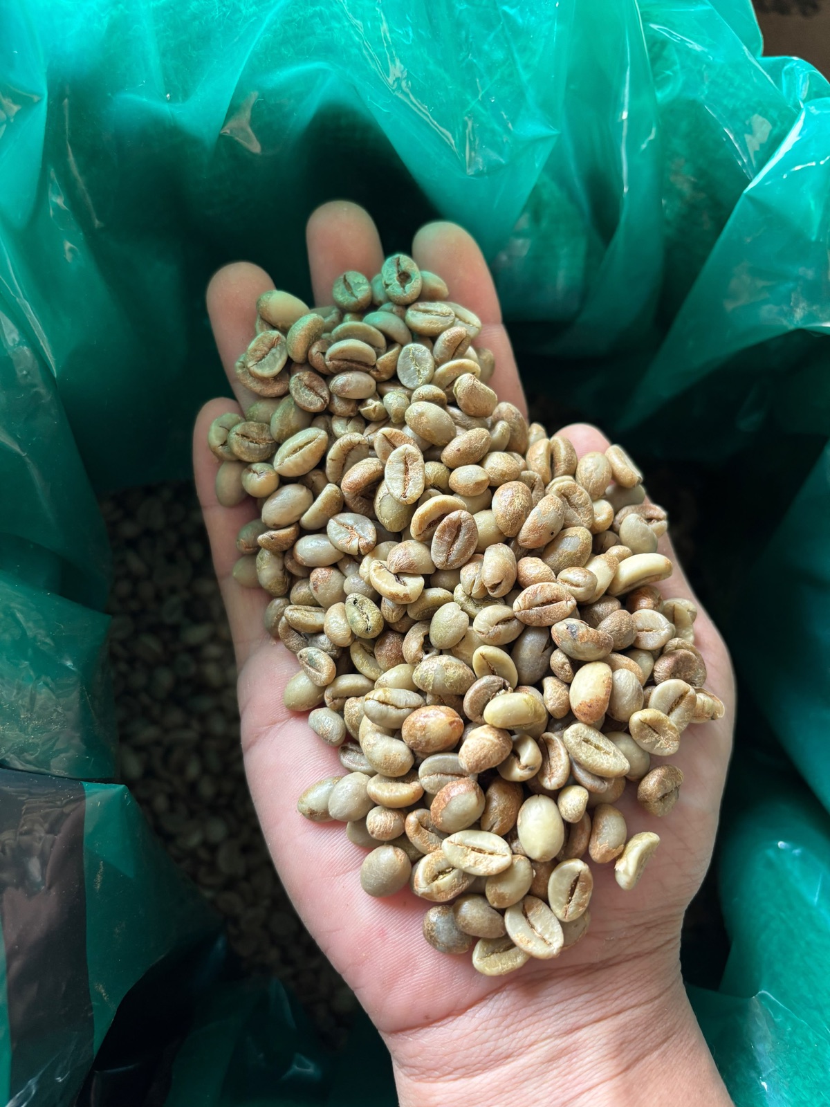 Green coffee beans being inspected by hand